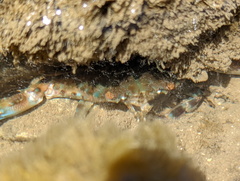Charybdis annulata