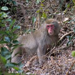 Macaca fuscata