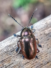 Abirus aeneus