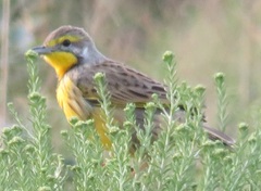 Yellow-Throated Longclaw photo 3