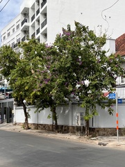 Lagerstroemia speciosa