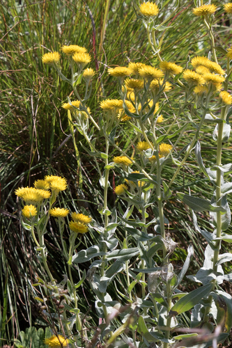 Helichrysum albilanatum image