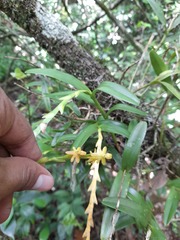 Epidendrum cardiophorum