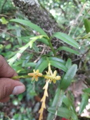 Epidendrum cardiophorum