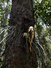 Brassavola appendiculata