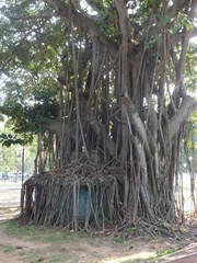 Ficus benghalensis