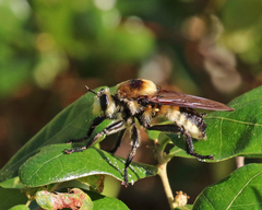 Laphria apila
