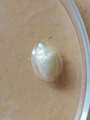 Aspidimorpha strigosa