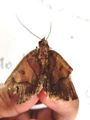 Zanclognatha laevigata