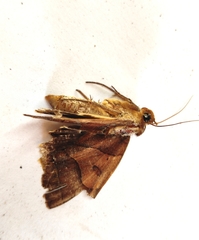 Zanclognatha laevigata