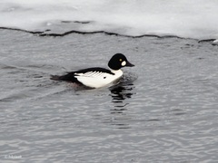 Bucephala clangula