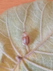 Aspidimorpha strigosa