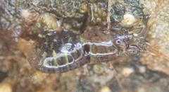 Heptacarpus pugettensis