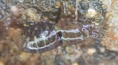 Heptacarpus pugettensis