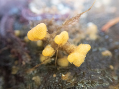 Heteropora pacifica