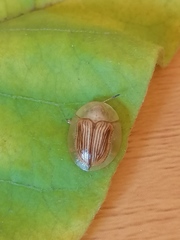 Aspidimorpha strigosa