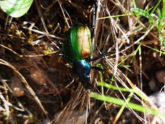 Calosoma sycophanta