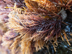 Abietinaria