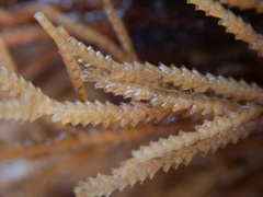 Abietinaria