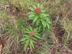 Cyphostemma princeae