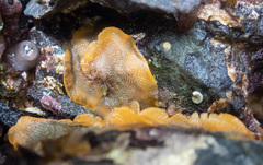 Primavelans insculpta