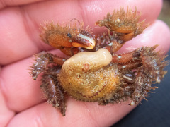 Briarosaccus tenellus