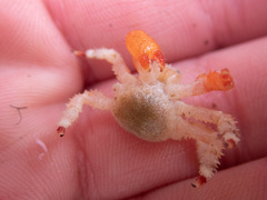 Acantholithodes hispidus