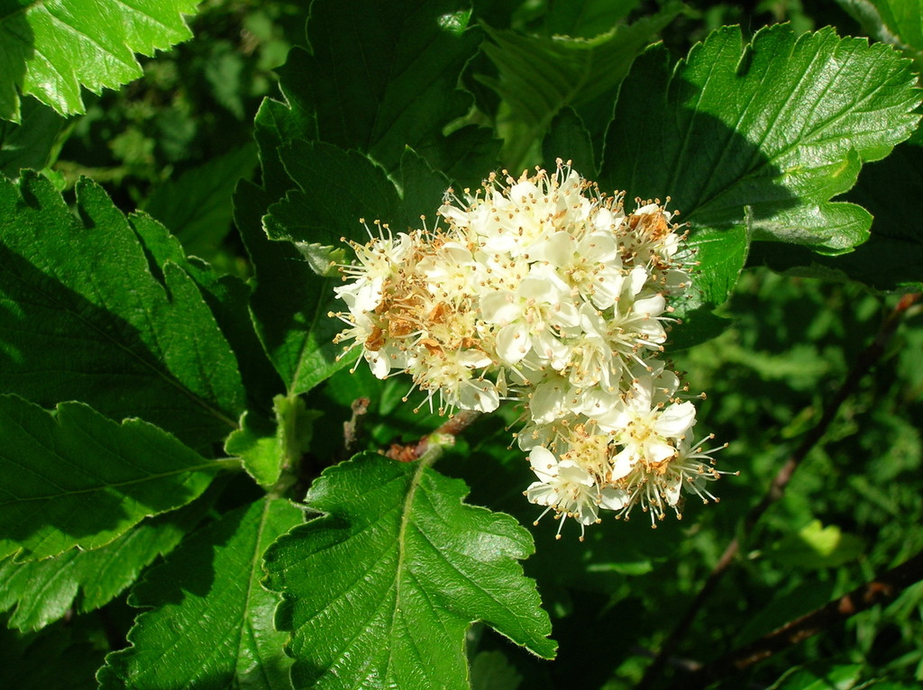 Arran whitebeam