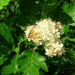 Hedlundia arranensis - Photo 
Roger Griffith，沒有已知版權限制（公共領域）