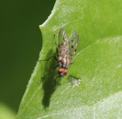 Anthomyia punctipennis