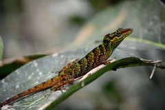 Anolis ventrimaculatus