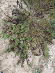 Artemisia campestris maritima