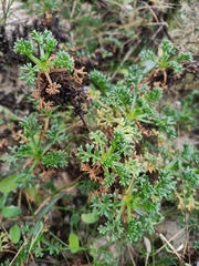 Artemisia campestris maritima