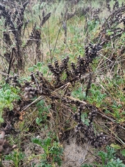 Artemisia campestris maritima