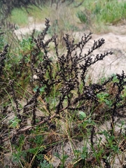 Artemisia campestris maritima