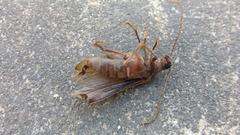 Philus antennatus