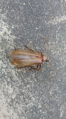 Philus antennatus