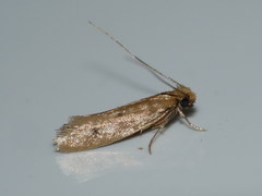 Tinea murariella