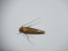 Tinea murariella