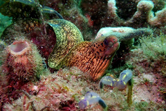 Gymnothorax cribroris