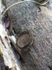 Trichaleurina tenuispora