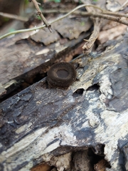 Trichaleurina tenuispora