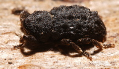Poropterus melancholicus
