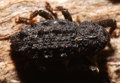 Poropterus melancholicus