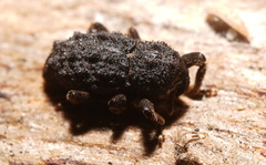 Poropterus melancholicus