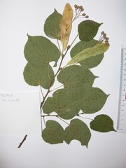 Tilia cordata