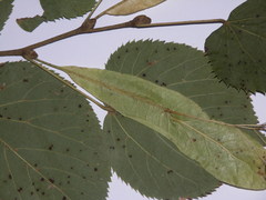Tilia cordata