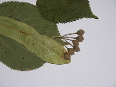 Tilia cordata