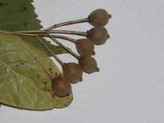 Tilia cordata