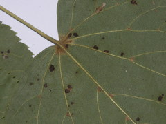Tilia cordata